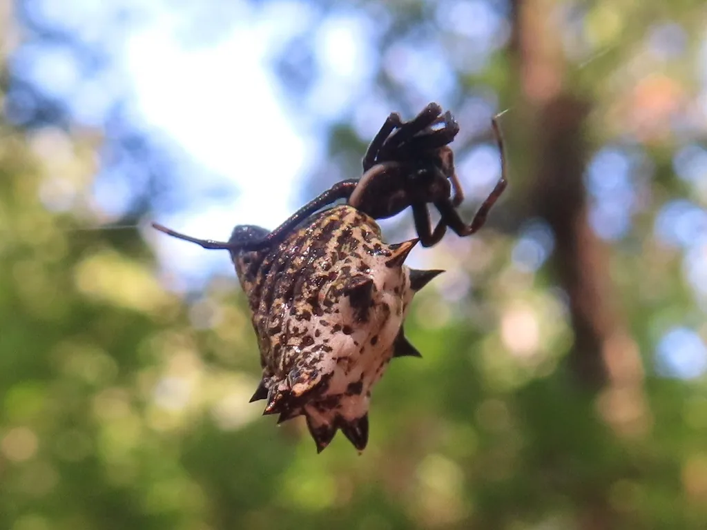 Female spined micrathena spider with a spiny, mottled abdomen hanging in its web
