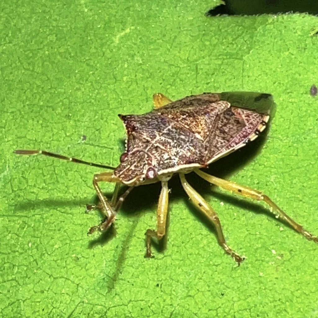 Spined soldier bug adult, a shield-shaped mottled brown stink bug with sharply pointed shoulders, on a green leaf