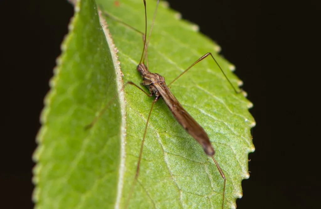 Slender brown spined stilt bug with very long legs on a leaf