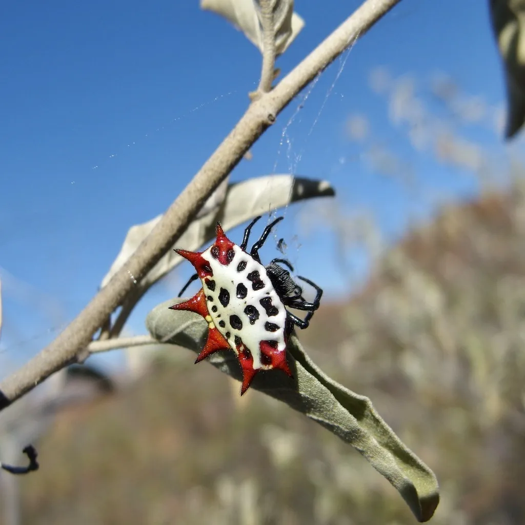 Female spiny-backed orb weaver with a white, black-spotted body and red spines, hanging from a twig