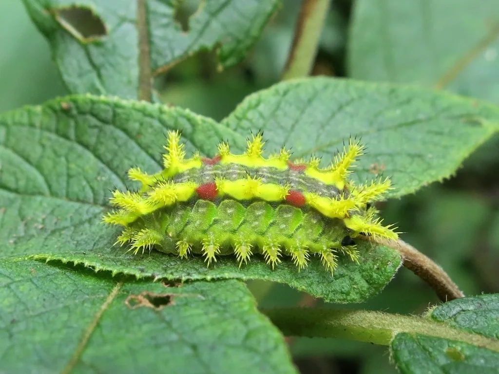 Spiny oak-slug caterpillar, yellow-green with spiny yellow lobes and red spots, on a leaf