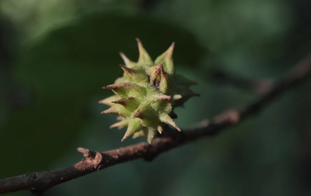 Spiny gall on a witchhazel twig made by spiny witchhazel gall aphids
