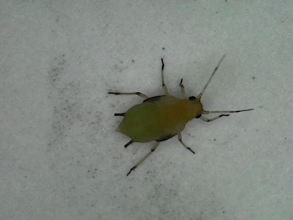 Green spirea aphid on a white surface