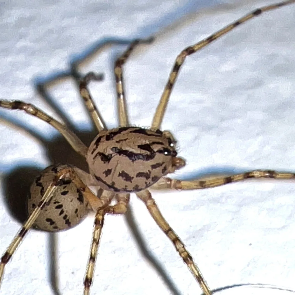 Spitting spider seen from above on a white surface: a pale yellowish-tan spider with a high, domed head region, black spots and streaks, and long banded legs