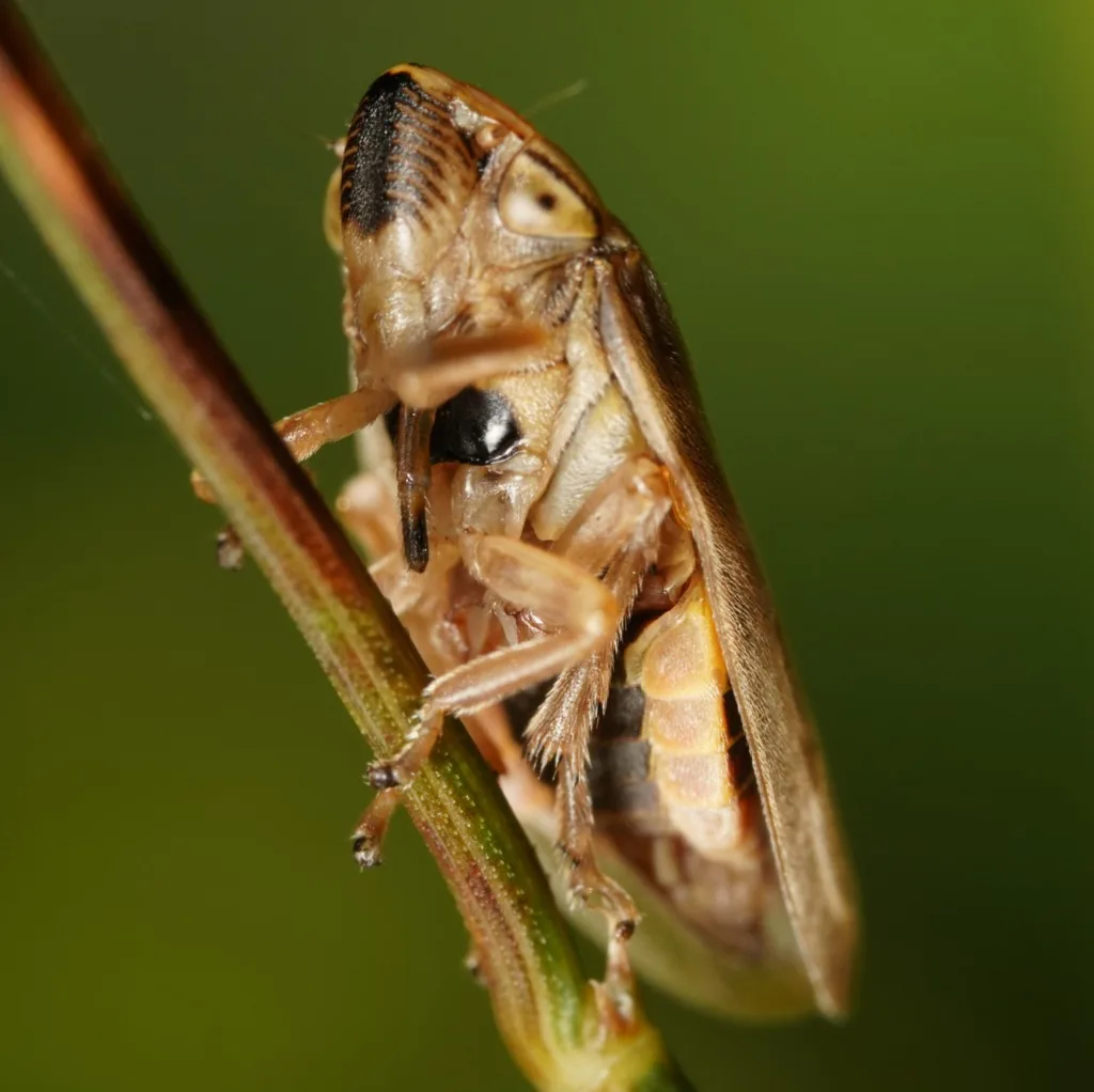 Adult meadow spittlebug, a stout tan and brown mottled insect, clinging to a plant stem