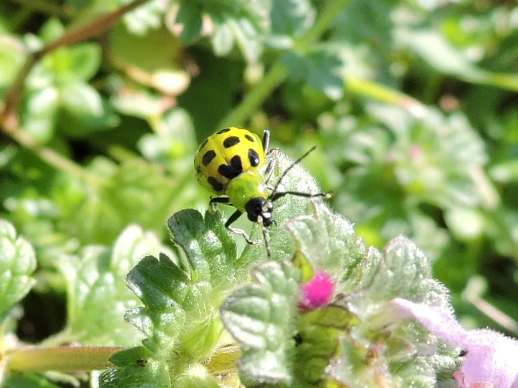 Spotted cucumber beetle, yellow-green with black spots, on a flower