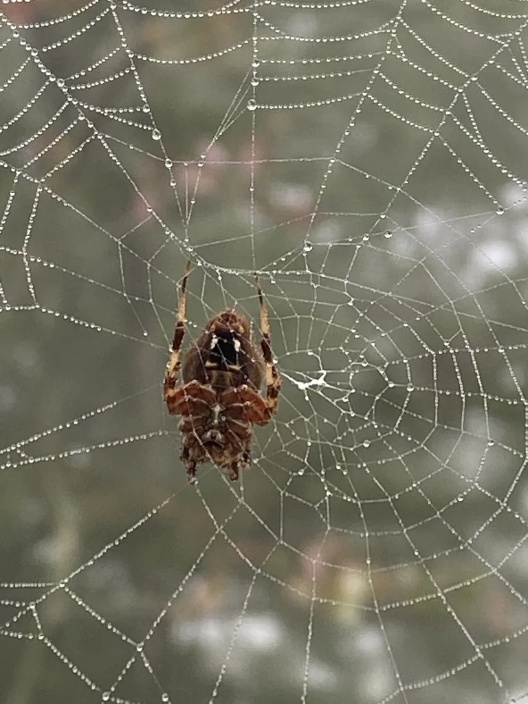 Brown spotted orbweaver spider at the center of a dew-covered web