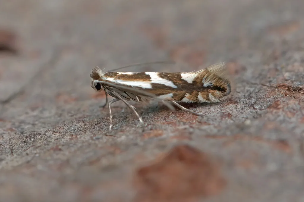 Spotted tentiform leafminer moth, tiny with white and orange-gold banded wings