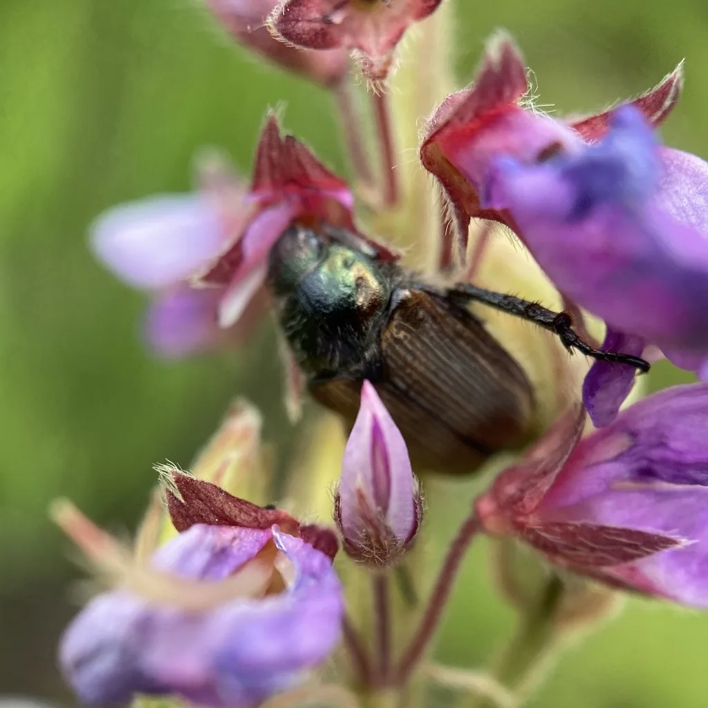 Spring rose beetle with a metallic green head and brownish wing covers on a flower