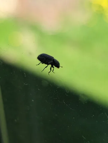 Spruce beetle, a small dark cylindrical bark beetle