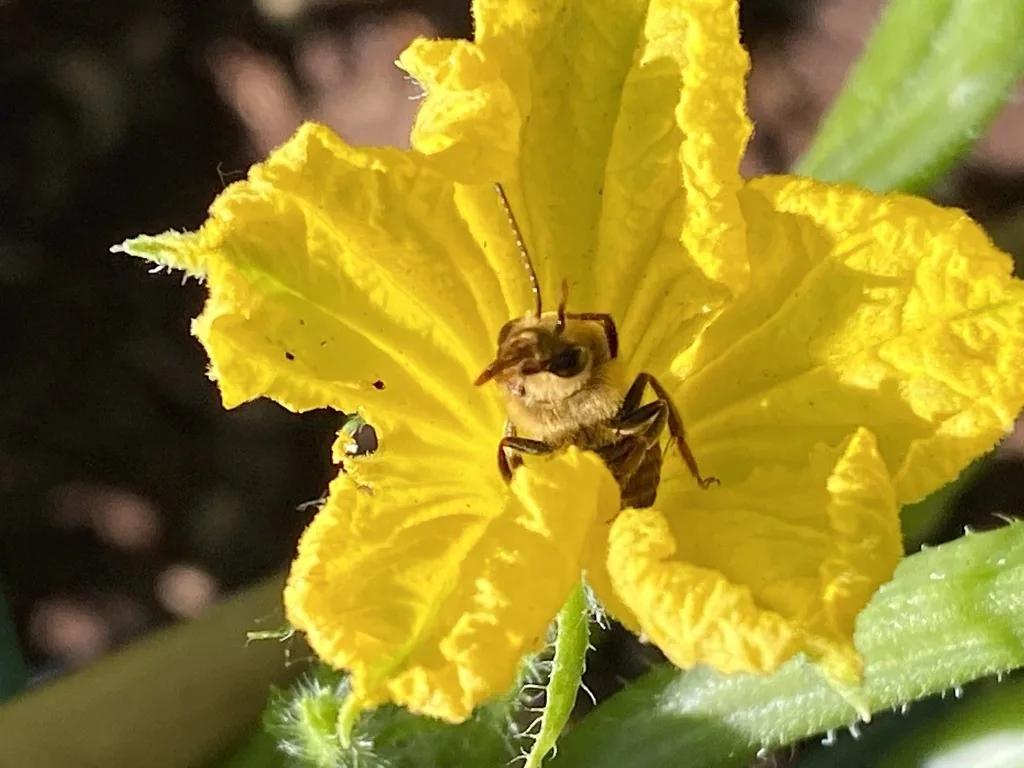 Squash bee on the stamen of an open yellow squash flower