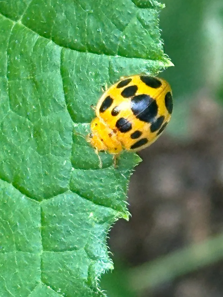Squash beetle, an orange lady beetle with black spots, on a squash leaf