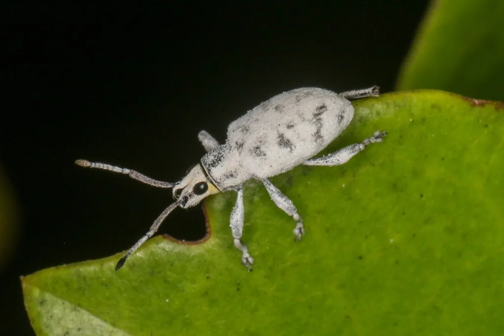 Sri Lankan weevil, a pale gray weevil with dark mottling, on a leaf edge