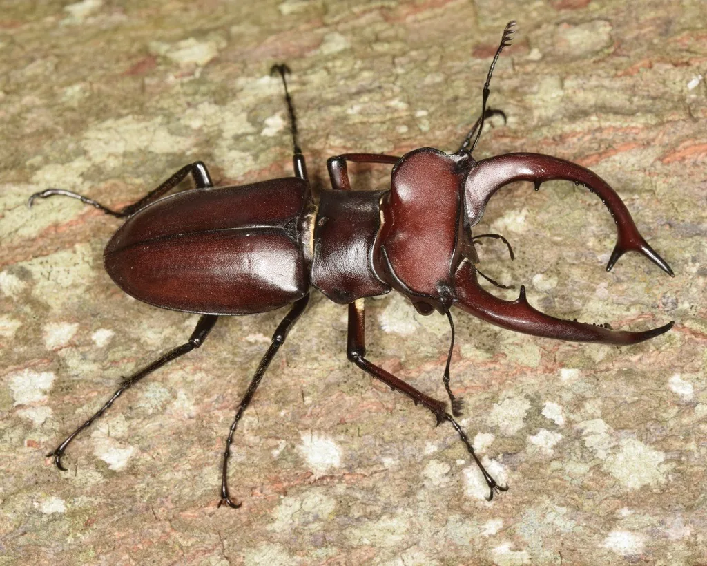 Male giant stag beetle with long curved jaws on a rock
