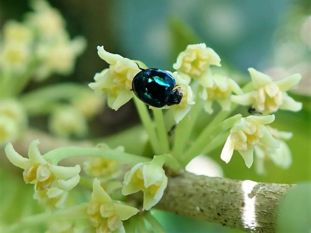 Shiny metallic blue-green steelblue lady beetle on small pale yellow flowers