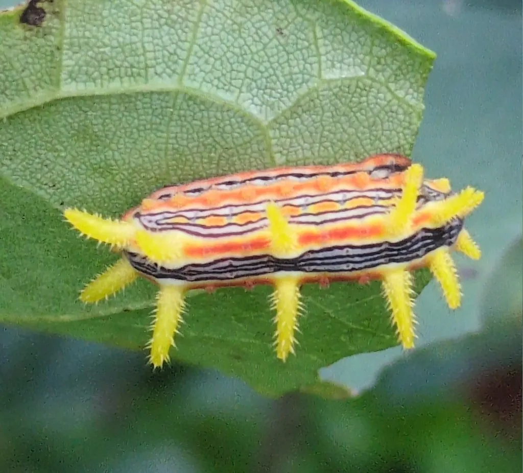 Stinging rose caterpillar, orange and yellow with dark stripes down the back and spiny yellow horns, on a leaf