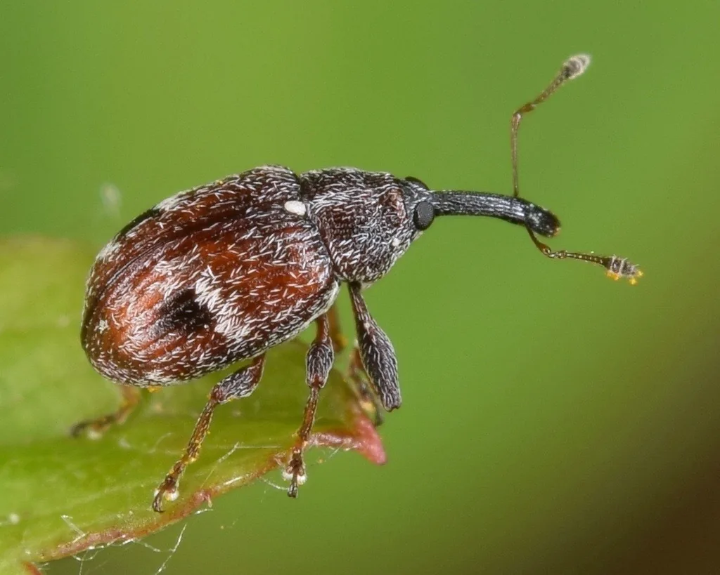 Strawberry clipper weevil, a tiny reddish-brown snout beetle
