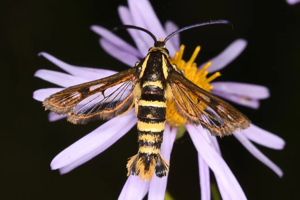 Strawberry crown moth, a black and yellow clearwing moth that looks like a yellowjacket, on a flower