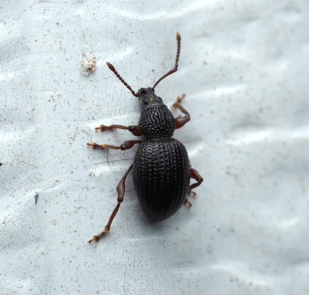 Strawberry root weevil, a small shiny black snout beetle with ridged wing covers, on a pale surface