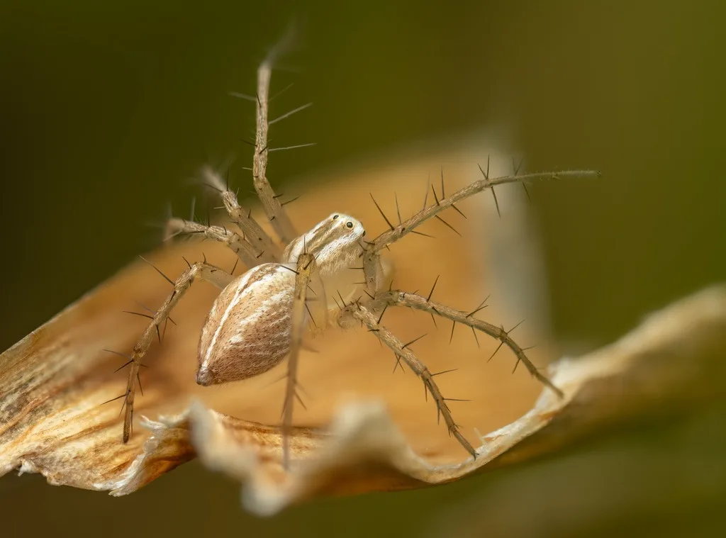 Female striped lynx spider with spiny legs on a dry leaf