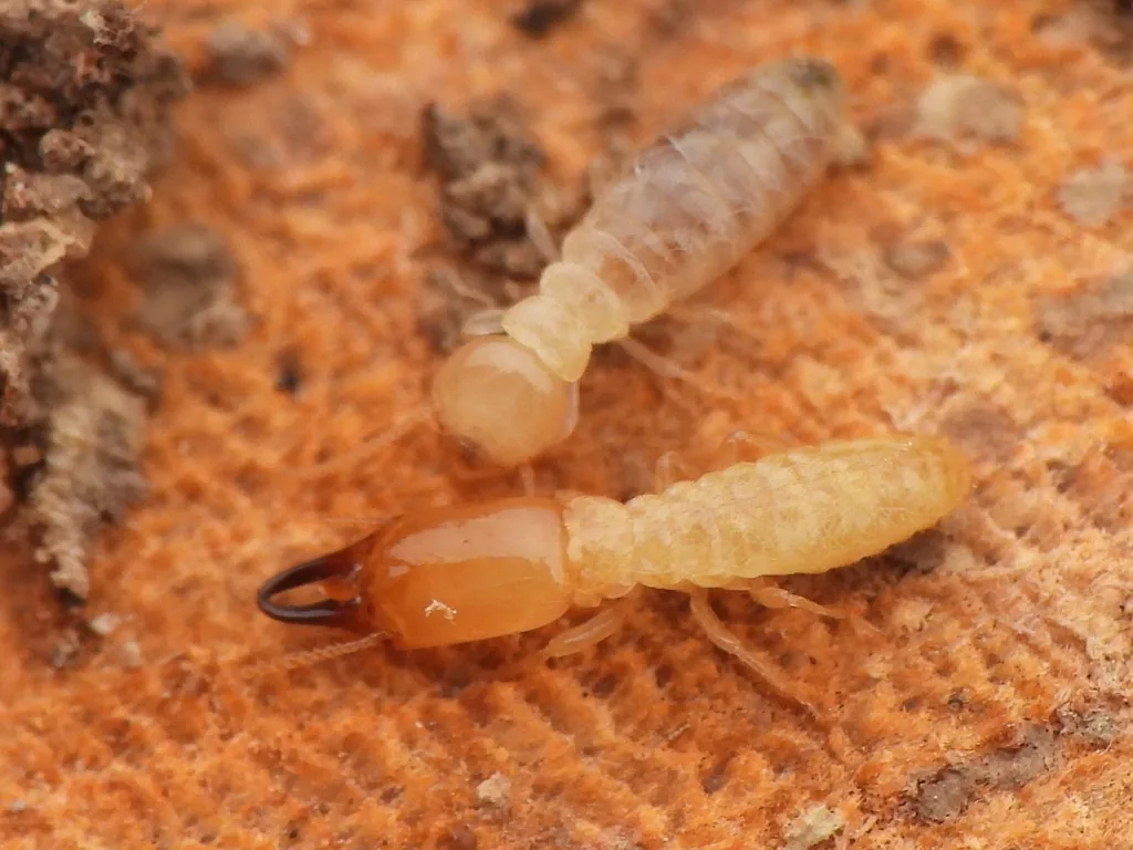 Eastern subterranean termite soldier (orange head with long jaws) and worker on wood