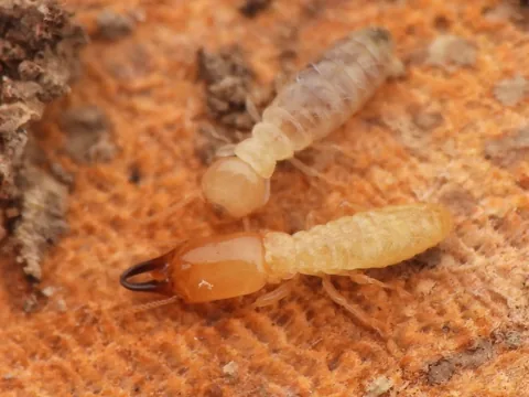 Eastern subterranean termite soldier (orange head with long jaws) and worker on wood
