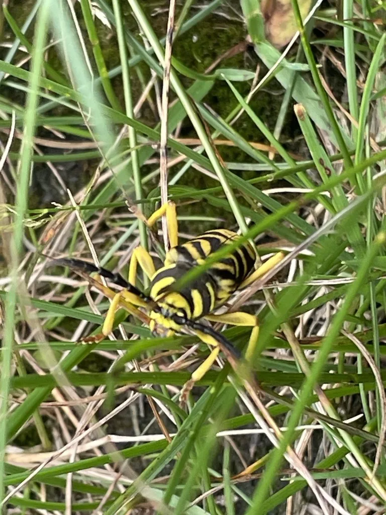 Sugar maple borer, a black longhorned beetle with yellow bands, in grass