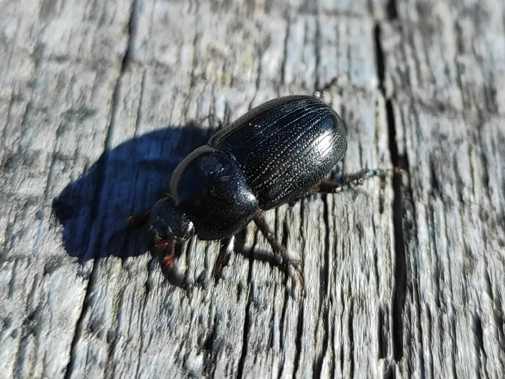 Sugarcane beetle, a shiny black scarab, on weathered wood