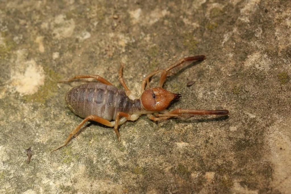 Sun spider (Eremobates) on a rock seen from the side, with a large reddish-brown head and forward-pointing jaws, long leg-like pedipalps and a plump gray segmented abdomen