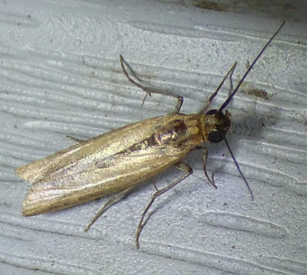 Adult sunflower moth resting on siding, a slender, buff-gray moth with long antennae and wings folded tight along its body