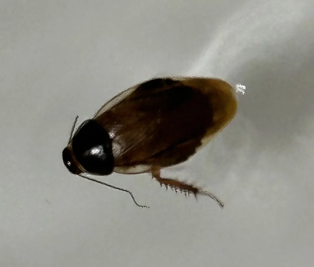 Adult Surinam cockroach with a shiny black pronotum and brown wings, on a pale gray surface