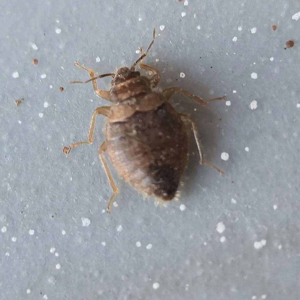 Swallow bug, a small, oval, brown, wingless bug with pale legs, on a gray speckled surface