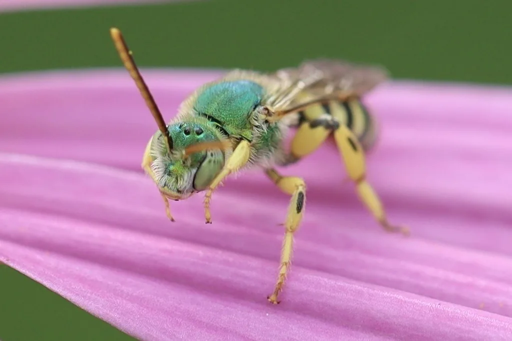 Striped sweat bee with a metallic green head and thorax and a black-and-yellow banded abdomen, resting on a pink flower petal