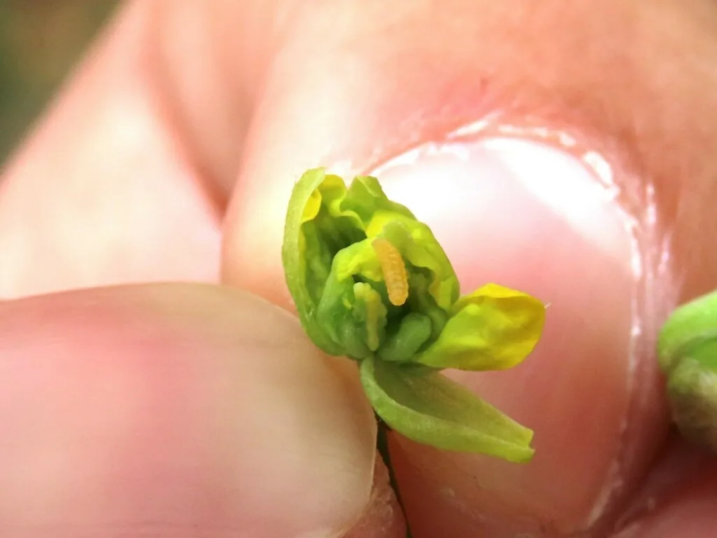 Distorted, crumpled growing tip of a young cabbage-family plant held between fingers, typical of swede midge damage