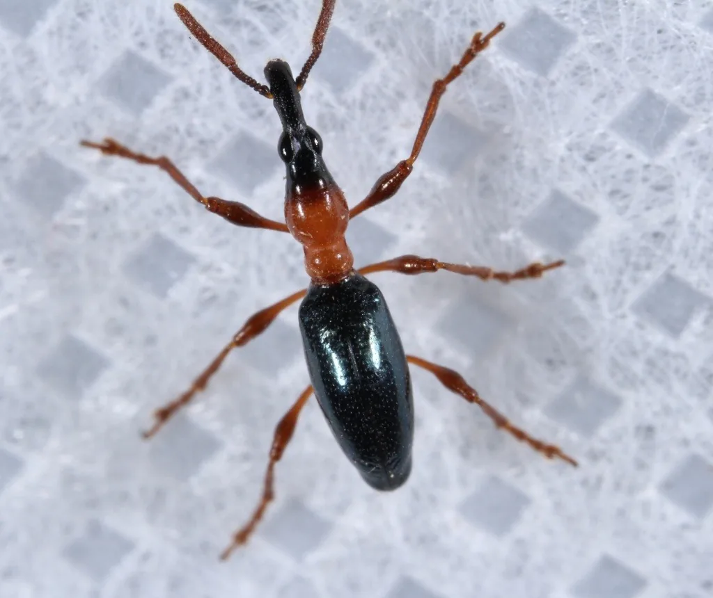Sweetpotato weevil, an ant-like weevil with a black head and snout, reddish-orange thorax and legs, and shiny blue-black wing covers
