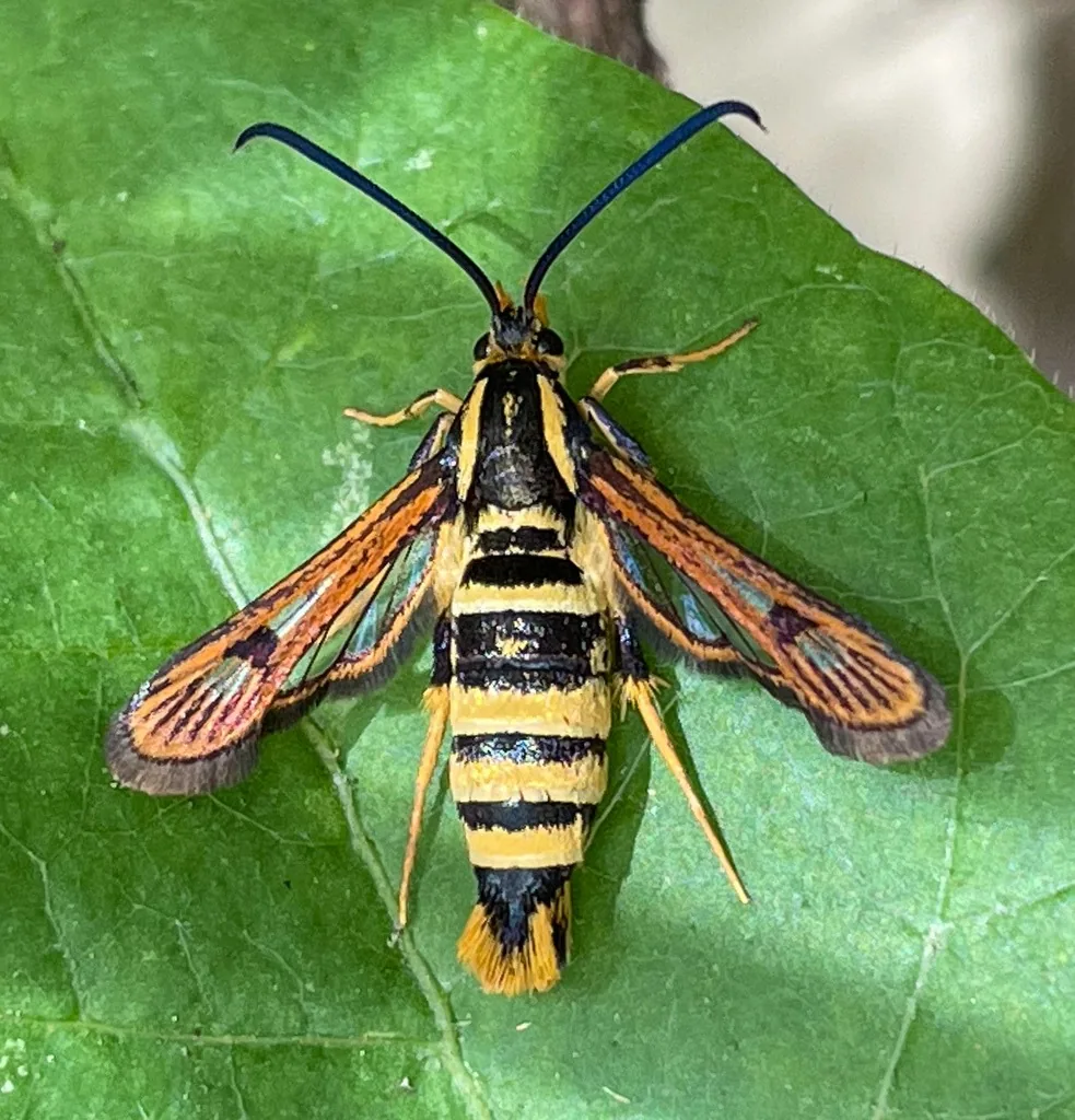 Sycamore borer moth, a yellow and black wasp-like clearwing moth, on a leaf