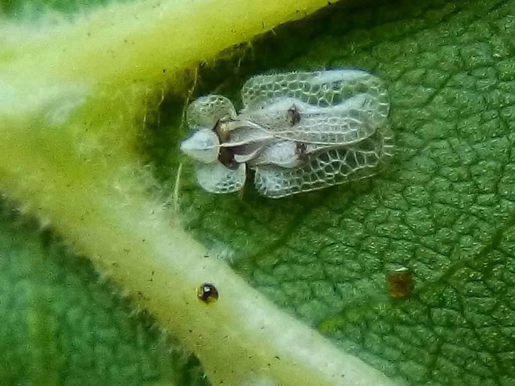 Sycamore lace bug adult, a tiny white lacy-winged insect on a sycamore leaf