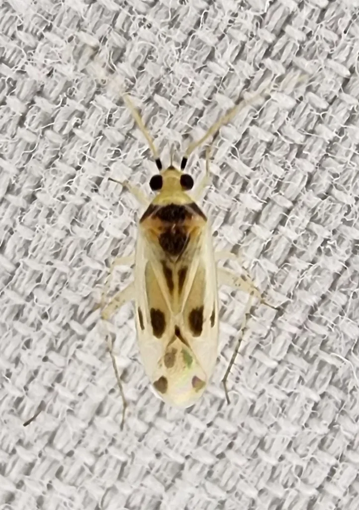 Sycamore plant bug, a small pale plant bug with dark markings