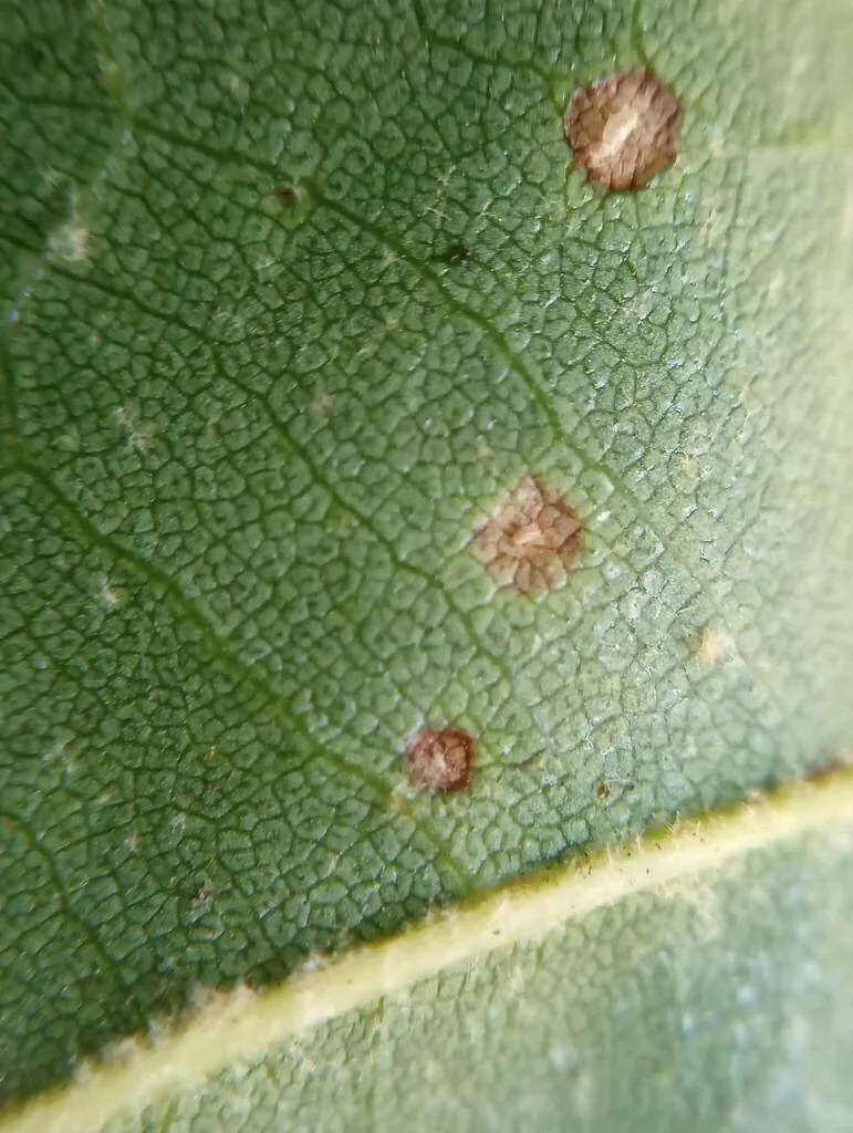 Sycamore leaf with small yellowish to brown spots where sycamore scale fed