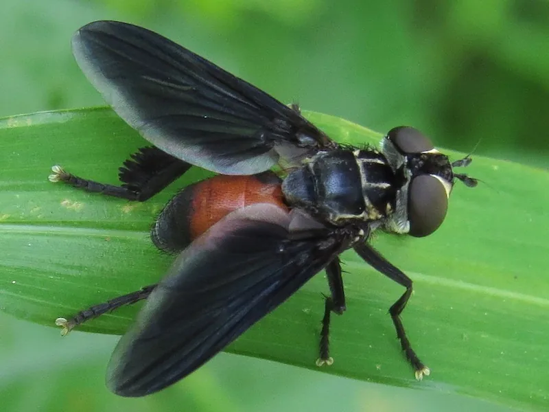 Feather-legged tachinid fly (Trichopoda pennipes) with an orange abdomen, black thorax and dark smoky wings on a green leaf