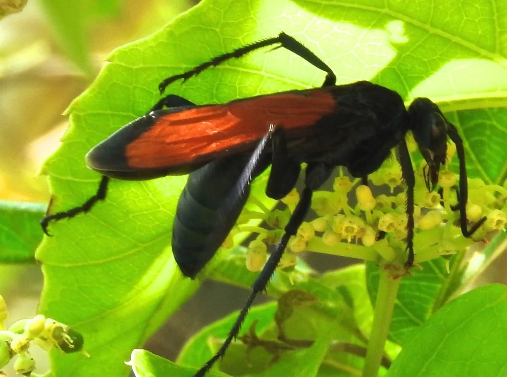 Tarantula hawk wasp with a black body, long black legs and bright orange wings, perched on green leaves beside small flowers