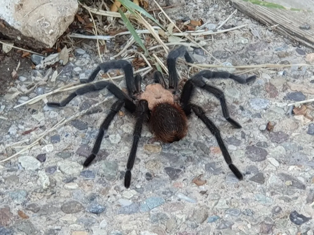 Texas brown tarantula on gravel, a large hairy spider with black legs, a tan head region and a reddish-brown abdomen
