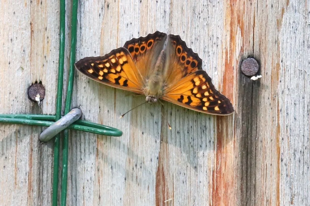 Tawny emperor butterfly with rust-brown wings resting on a wooden post