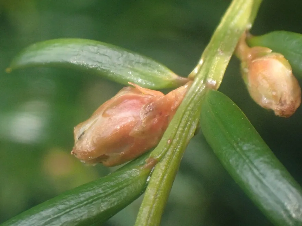 Swollen, deformed yew buds caused by taxus bud mites