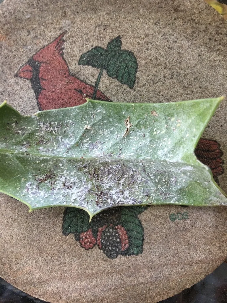 Underside of a holly leaf coated with whitish tea scale, with yellow blotches on the leaf