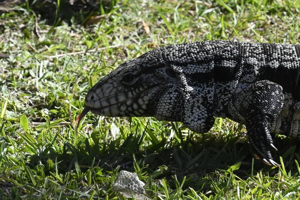 Argentine black and white tegu flicking its forked tongue in short grass, its black skin covered in rows of white beaded scales forming bands across the body