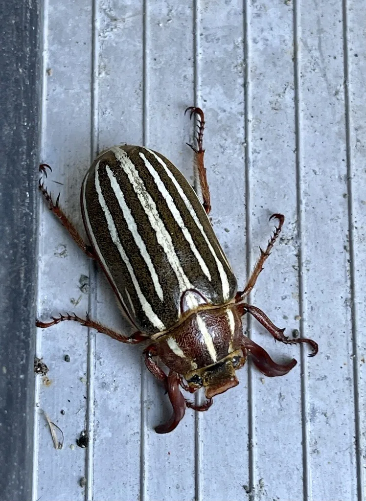 Ten-lined June beetle, a large brown scarab with bold white stripes running down its wing covers, on a gray deck board