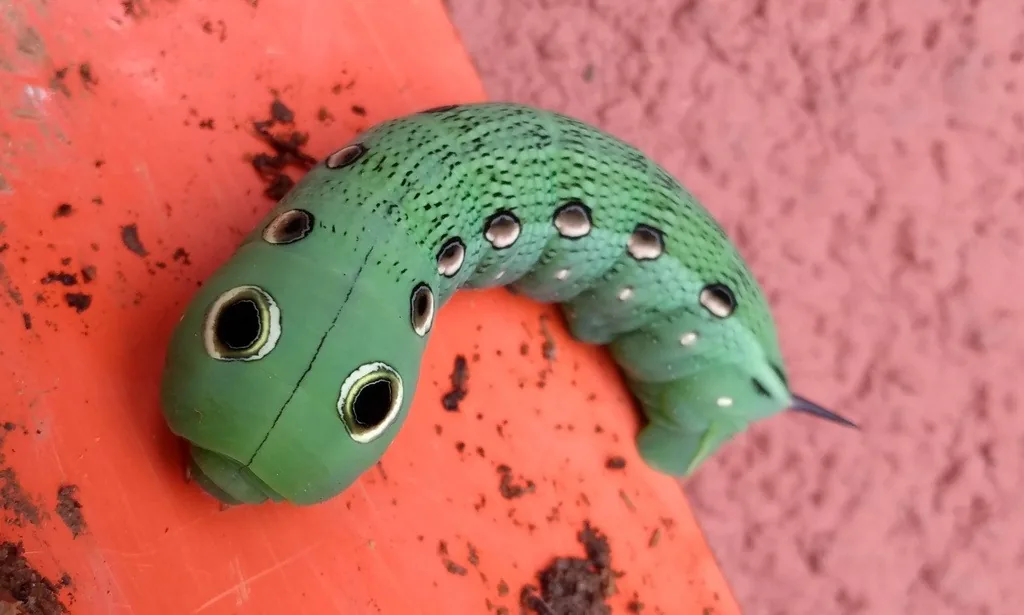 Tersa sphinx caterpillar, green with eyespots along its side