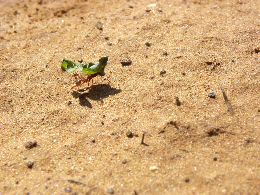Texas leafcutter ant worker carrying a cut piece of green leaf across bare sandy soil
