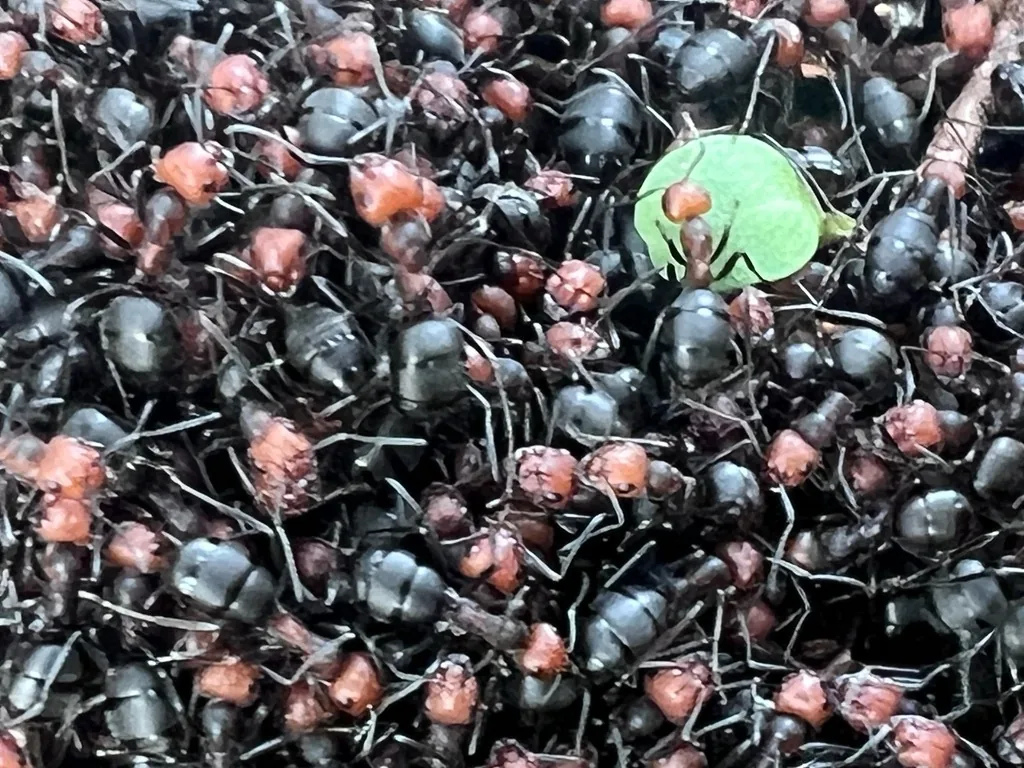 Western thatching ant workers with reddish heads on their thatch mound